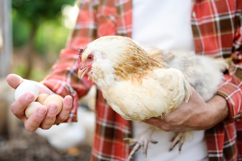 Farmer collecting fresh organic eggs on chicken farm